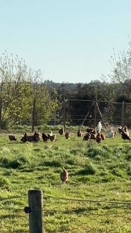 The camera slowly pans across a field of green grass containing a flock of chickens. There are both brown and white chickens pecking at the grass.  Behind them is a wire fence, some bare trees, and a row of white cylindrical objects, possibly feeders. The sky is clear and blue. In the foreground is a wooden fence post and a wire fence.