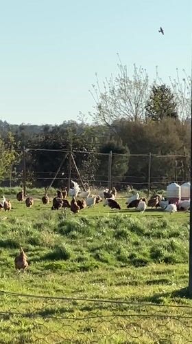 Chickens graze in green field under clear skies in Cutrofiano