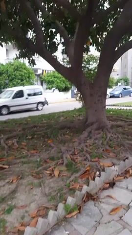 The video displays a large tree with a thick trunk and wide-spreading branches covered in green leaves. Its prominent roots are clearly visible on the grassy ground, which is also strewn with fallen brown leaves. Several yellow fruits hang from the tree's branches. In the background, a street runs parallel to the tree, featuring a white car on the left, a blue car on the right, and a black scooter parked on the sidewalk. Buildings are visible beyond the street. The camera slowly pans upwards from the base of the tree to its leafy canopy, revealing more of the tree's structure and the bright sky. The scene appears to be set during the daytime under clear weather conditions in an urban or suburban area, consistent with the given Finike, Turkey context. No people or visible text are present in the video.