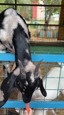 The media file shows a close-up view of a black and white goat eating a carrot from a child's hand. The goat has short, curved horns and long, floppy ears. It is standing in an enclosure with a blue metal fence. Behind the goat, other white goats are visible. The enclosure appears to be outdoors, with natural light suggesting daytime. The background shows a wooden structure, possibly a shelter, and hints of greenery and colorful fences, indicating a rural or petting zoo-like setting. A person's hand is visible in the foreground, offering the carrot to the goat. The overall tone is one of gentle interaction between humans and animals.