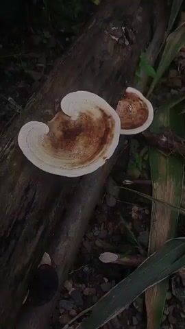 A close-up shot shows two shelf fungi growing on a fallen log. The larger fungus, in the foreground, is fan-shaped with concentric rings of white, tan, and brown. The smaller fungus, behind and to the right, is similarly shaped and colored but appears to have a chunk missing from its edge. The log is dark and textured, resting on a bed of small stones and dirt. Green foliage and brown reeds are visible in the background.