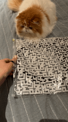 Barcelona resident unboxes Longchamp handbag beside Persian cat