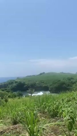 The video shows a scenic view of a coastline. Tall green grass dominates the foreground, while lush green hills and trees cover the land extending towards the ocean. The ocean is a deep blue, stretching to the horizon under a clear, light blue sky. The camera pans slightly, revealing more of the coastline and the vast expanse of the sea. The scene is peaceful and natural, with no people or discernible human activities in view.