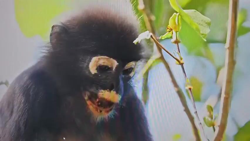 A close-up shot shows a black monkey with bright yellow rings around its eyes. The monkey is sitting amongst branches and leaves, with a blurred green background. It is holding a cluster of green leaves in its right hand and appears to be eating them. The monkey's mouth is open, and its tongue is visible. The lighting suggests it is daytime, and the environment is natural and outdoors.