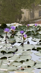 Purple water lilies bloom in Đà Lạt pond, angler spotted