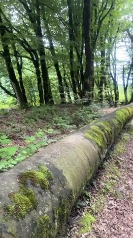 A long concrete pipe covered in vibrant green moss rests horizontally on the left side of a dirt path. The path stretches into a dense forest with tall trees and lush green foliage. The pipe is parallel to the path and extends beyond the frame in both directions. The trees are predominantly deciduous with bright green leaves, creating a canopy that allows dappled sunlight to filter through. The forest floor is covered in fallen leaves and undergrowth. The sky is partially visible through the trees, appearing bright. The camera pans slowly upward and to the right, revealing more of the forest and the path.