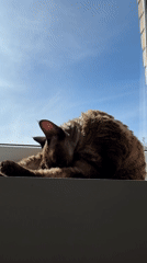 Devon Rex cat lounges and grooms on a sunny Latvian windowsill