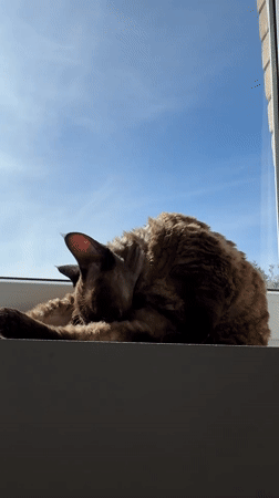 Devon Rex cat lounges and grooms on a sunny Latvian windowsill