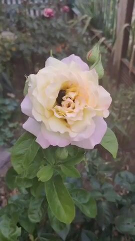 A close-up video captures a pale yellow rose with pink-tinged outer petals. The rose is in full bloom, and at its center, a dark-colored insect, possibly a beetle, is visible. Several small, light-colored insects, possibly aphids or mites, are also present on the petals. The rose is surrounded by green leaves and buds, and the background is softly blurred, suggesting an outdoor garden setting with hints of other flowers and fencing. The lighting is natural, indicating it was filmed during the day.