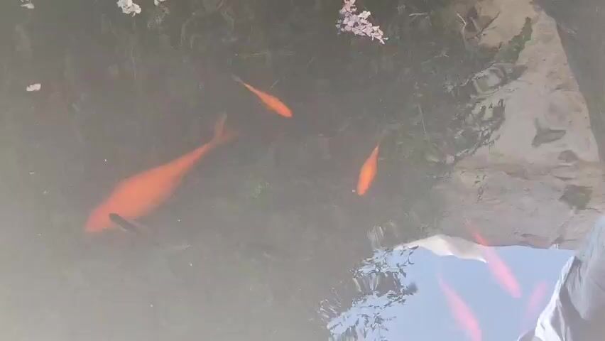 The video shows an overhead view of a pond with several orange fish swimming in it. The water is murky, and the pond appears to have some plant life around the edges. There are reflections of the sky and what appears to be a white structure on the surface of the water. One large orange fish is prominent in the center left of the frame, while smaller orange fish are scattered throughout. The camera is angled downwards, and the scene is dimly lit.