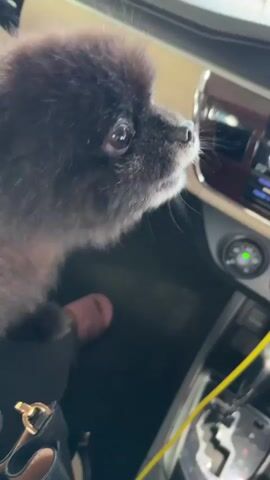 The video shows a close-up of a small, dark-furred dog, likely a Pomeranian, sitting in the passenger seat of a car. The dog is looking out of the frame to the right, with its ears perked up and eyes wide, suggesting it might be looking at something or someone outside the car. The interior of the car is visible, including the dashboard with wood-grain trim and air vents. A person's legs and feet, wearing black shoes with a gold buckle, are visible in the lower part of the frame, indicating the dog is on someone's lap or next to them. A yellow cable is also visible in the center console area. The lighting suggests it is daytime. The dog appears alert and curious.