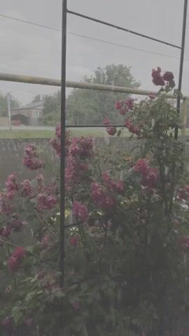 The video shows a close-up of a bush with pink roses in the foreground, with a grey, mottled wall behind it. In the background, through a wire mesh, are houses and trees under a cloudy sky. Raindrops are visible falling on the rose petals and leaves. The camera is mostly static, with slight camera shake, and the overall lighting is dim and overcast.
