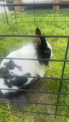 A black and white rabbit sits inside of a wire cage on a patch of green grass. The rabbit is mostly white with black spots and a black mane. The cage is black and the grass is green. There are some blurred objects in the background.