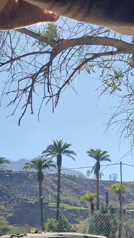 The video shows a clear blue sky with a few scattered tree branches in the foreground. In the mid-ground, there are several palm trees standing tall on a hillside. The hillside is covered with vegetation and appears to be a natural landscape. The overall scene suggests a warm, sunny day in a tropical or subtropical location. The camera appears to be handheld and the footage is slightly shaky, but the view remains stable enough to clearly observe the environment.