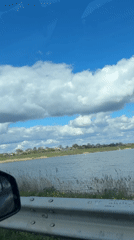 Morning captures: scenic water drive and resting Yorkshire Terrier