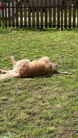 A golden retriever lies on its back on a green grassy lawn, rolling and wriggling back and forth in a playful manner. A wooden fence runs along the background, and cars are parked beyond the fence. The dog briefly sits up after its rolling spree, then looks towards something out of frame. The scene is lit by natural sunlight.