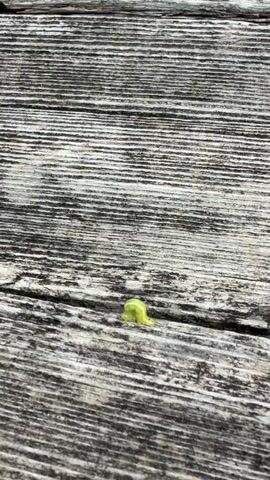 A bright yellow caterpillar crawls across a weathered wooden surface. The surface appears to be made of planks with visible grain and texture, suggesting an outdoor environment. The caterpillar is the sole focus of the video, moving from left to right across the frame.