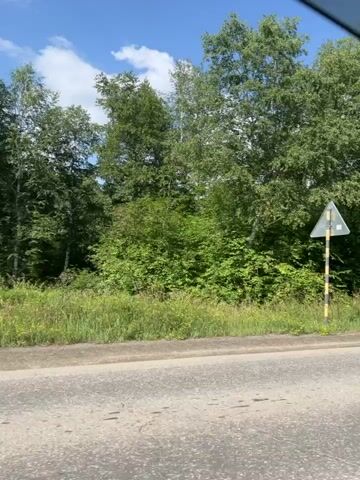 The video shows a roadside view of trees and a road. The trees are lush and green, suggesting a warm season. The road appears to be paved, with a white line marking the edge. The sky is blue with some clouds. There are no people or animals visible in the video. The camera appears to be moving, as evidenced by the slight blur in the foreground and the changing perspective of the trees. A road sign is visible on the right side of the frame.