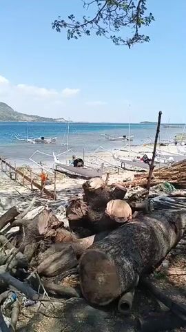 A sun-drenched view of a tropical beach is captured, with the foreground cluttered with a pile of cut logs and branches. In the mid-ground, several traditional outrigger boats are pulled ashore on a sandy beach. The water is a clear blue, leading to a distant island with a green, mountainous landscape. The sky is bright blue with a few wispy clouds. A tree branch with sparse leaves hangs over the top of the frame.