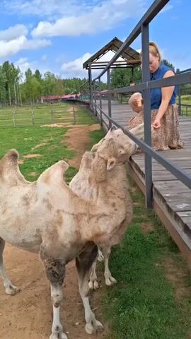 A woman and a child are feeding two camels at an outdoor enclosure. The woman is on a wooden platform, leaning over a railing to offer food from her hand to one of the camels. The child is beside her, also interacting with the camel. The camels are light-colored with two humps. The enclosure appears to be a farm or zoo, with fences and greenery visible in the background. The ground is a mixture of dirt and grass. The sky is cloudy. The video pans to focus on the camels and their interactions with the people.
