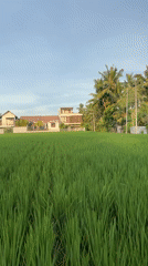 Morning rice paddies and playful dog captured in Ubud