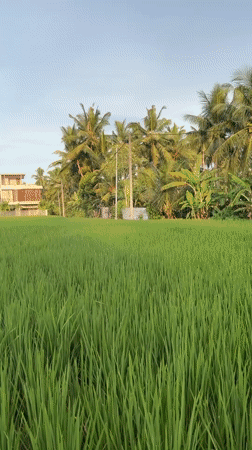 Morning rice paddies and playful dog captured in Ubud