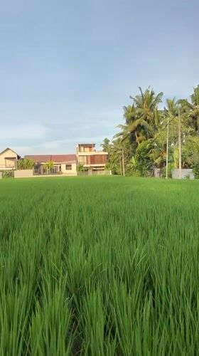 Morning rice paddies and playful dog captured in Ubud