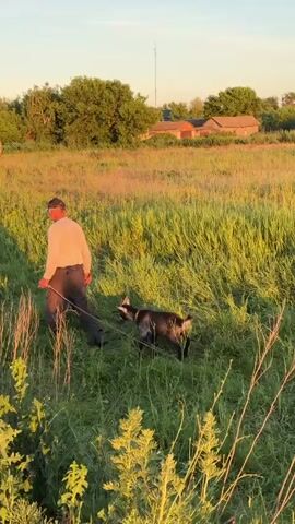 The video captures a rural scene at sunset. A man, wearing a light-colored shirt and dark pants, is walking through a field of tall grass with two animals. One animal, appearing to be a goat, is dark-colored with white markings and is walking on a leash held by the man. Another animal, lighter in color and appearing to be a dog, is also on a leash. In the background, there are several farm buildings and trees. The lighting suggests it is late afternoon or early evening, with warm, golden sunlight casting long shadows. The overall environment is rustic and natural.