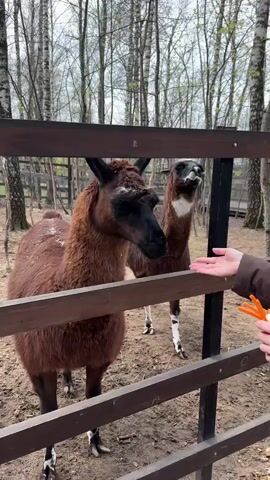 In an outdoor enclosure, two brown llamas stand behind a wooden fence. One llama, with a white patch on its chest, extends its neck towards a person's hand, which is offering orange carrot sticks. The other llama, fully brown, stands to the left, also looking at the hand. The llamas appear eager to eat, and at one point, the llama with the white patch briefly nips the other llama. The background shows bare-branched trees, possibly birch, and some wooden structures within the enclosure, suggesting a farm or animal park setting. The ground is dirt and appears somewhat muddy. The lighting suggests an overcast day.