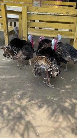 The video shows five turkeys gathered beneath a yellow wooden bench. The turkeys are primarily black with white and brown accents on their feathers, and they have red and blue heads. One turkey in the foreground displays its tail feathers.  The ground is dirt and concrete. In the background, a person wearing dark pants and blue sandals walks behind the turkeys. Bamboo stalks are visible in the far background.