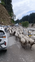 Sheep herd blocks mountain roads in Manali, India