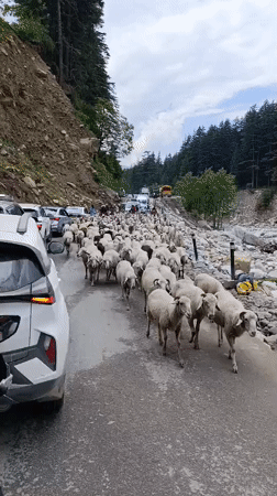 Sheep herd blocks mountain roads in Manali, India