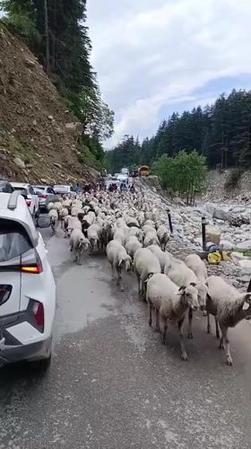 Sheep herd blocks mountain roads in Manali, India