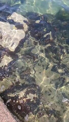 The video shows a close-up view of clear water flowing over rocks and seaweed. The water is shallow enough to see the rocky seabed and the dark green and brown seaweed attached to the rocks. Sunlight reflects off the surface of the water, creating shimmering patterns on the seabed. The camera is angled downwards, giving the impression of looking into the water from above. The overall scene is calm and natural, suggesting a coastal environment. There are no people or any other discernible objects or actions.