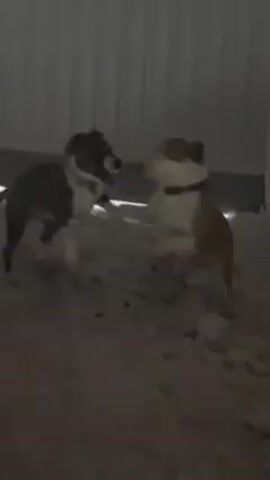 The video shows two dogs, one dark and one brown and white, playing in the snow near a building. The dogs are running around and briefly appear to be wrestling with each other. The setting appears to be dimly lit, possibly at night.