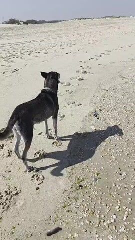 A black dog stands on a sandy beach, facing away from the camera and looking towards the ocean. The dog is casting a long shadow on the sand. The beach is covered in sand and small shells, with some patches of green seaweed. Footprints are visible in the sand. In the distance, the ocean waves are breaking on the shore. A few distant figures are visible further down the beach. The sky is clear and the sun is shining.