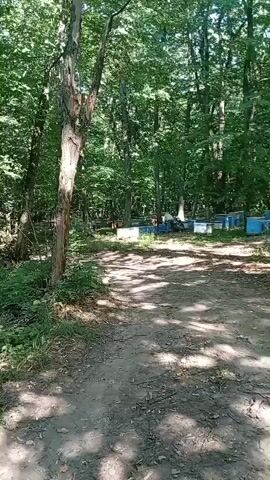 The video depicts a dirt path leading into a sun-dappled forest. On either side of the path, rows of blue and white beehives are visible, suggesting an apiary. In the background, a person can be seen tending to the hives. The foliage is lush and green, indicating a warm season, likely summer, and the dappled sunlight suggests it is daytime, possibly late morning or early afternoon. The overall atmosphere is peaceful and natural, with the sounds of the forest providing a subtle soundtrack. The presence of the beehives and the beekeeper points to an agricultural or nature-focused activity. No visible text is present in the video.
