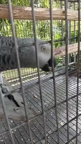 A grey parrot with yellow eyes is in a cage. The parrot is eating something from the cage floor. A hand is seen extending through the cage bars, possibly offering the food. The cage has a wire mesh bottom and wooden perches. The background shows greenery, suggesting an outdoor or aviary setting.