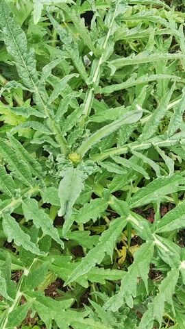 The camera zooms in on a green artichoke plant, with the artichoke bud visible at the center surrounded by crinkled leaves. An audio narration is heard stating "Urozhay Artichoka", indicating "Artichoke harvest" in Russian. The scene is outdoors and lit naturally.