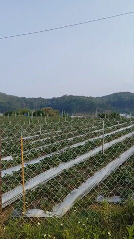 The camera is outside, viewing a strawberry farm through a chain-link fence. The farm consists of rows of raised beds covered with white plastic.  Small green plants are visible on the beds.  Thin metal poles are interspersed throughout the field.  Beyond the farm is a hilly landscape covered in trees, with a clear, light blue sky overhead. The grass and weeds are visible along the base of the fence. A small tree with green leaves stands to the right of the fence.  Electrical wires are strung along the top left of the frame.