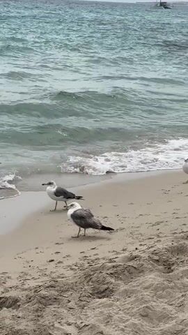 The video captures a serene beach scene. In the foreground, three seagulls stand on a sandy shore. The seagull on the left faces right, while the one in the center faces the camera. The third seagull, on the right, is partially visible and faces left. The ocean stretches out beyond the beach, with gentle waves lapping the shore. The water is a tranquil blue-green, and the sky appears overcast, suggesting a calm day. The sand is light brown and appears dry in most areas, with some damp patches near the water's edge. The video is shot from a low angle, looking slightly upwards towards the sea. There are no other people visible in the frame.