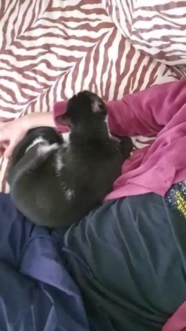 A person is sitting on a bed with a zebra-striped blanket. The person is wearing a pink long-sleeved shirt and blue pants. A black and white cat is curled up on the person's lap. The person's hand is resting on the cat.