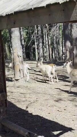 The video shows a group of deer in a wooded area. The deer are mostly white with some brown spots. They are walking and grazing on the ground. The sun is shining through the trees, casting shadows on the ground. There is a wooden structure in the foreground, possibly a fence or a shelter.