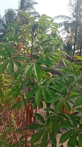 A stationary, medium shot video shows a cassava plant with several large, palmately compound leaves and a few dried, brown leaves at the bottom. The plant is in an outdoor environment, with palm trees and a bright sky visible in the background. The lighting suggests it is daytime.