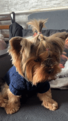 Yorkshire Terrier in blue sweater sits on couch