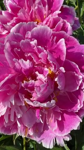 This is a close-up video of pink peonies in bloom. The flowers are large and multi-petaled, with some white tipping on the petals. The video pans from a close-up of two flowers to a wider view of the bush, showing several more blooms and buds, as well as the green foliage. A chain-link fence is visible in the background. The lighting suggests it is a sunny day.