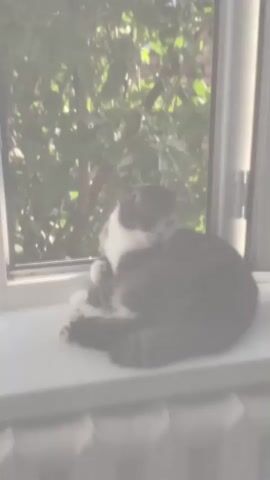 A black and white cat is lying on a windowsill, looking out a window at green foliage. The cat is curled up and appears to be relaxed. The lighting in the video is soft and natural. The video is short, only a few seconds long, and appears to be a casual recording of a pet.