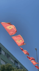 Flags and a napping cat in downtown Podgorica