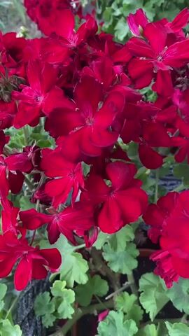 The video shows a close-up view of a cluster of deep red flowers with green leaves. The flowers are in focus and fill most of the frame. The lighting is natural and suggests an outdoor setting, possibly a garden or a potted plant. The camera is static, with no visible movement or action taking place. The video has a duration of 5 seconds, with no audio.