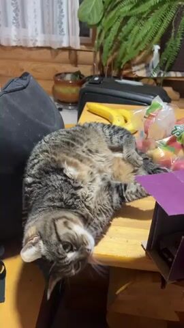 The video shows a wooden table in a rustic-looking room made of logs. The table is cluttered with various items, including a black backpack, bananas, apples, a package of candies, a pineapple, grapes, a purple cardboard box labeled "Award," a small orange bowl, a box of medication, and two cats. One cat is a tabby lying on its back with its belly exposed, and the other is a gray and white cat lying on its side. There are also several plants in pots around the room, and a curtain on a window. The camera slowly pans across the table, highlighting the different objects and cats.